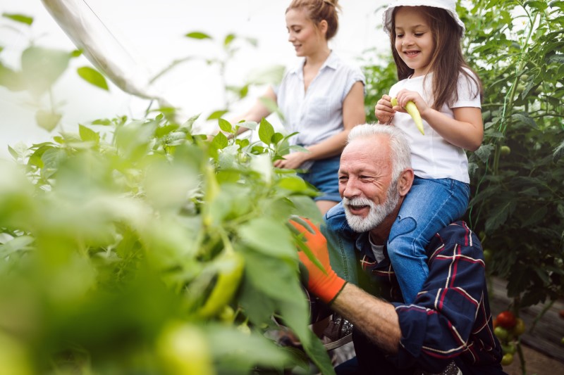 Grandfather growing vegetables with grandchildren and family at farm