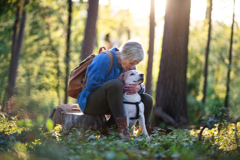 A happy senior woman with dog on a walk outdoors in forest, sitting down on a tree stump