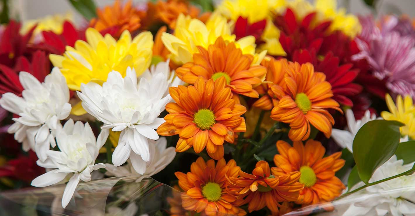 A bouquet of orange, white, yellow, red, and pink chrysanthemums.