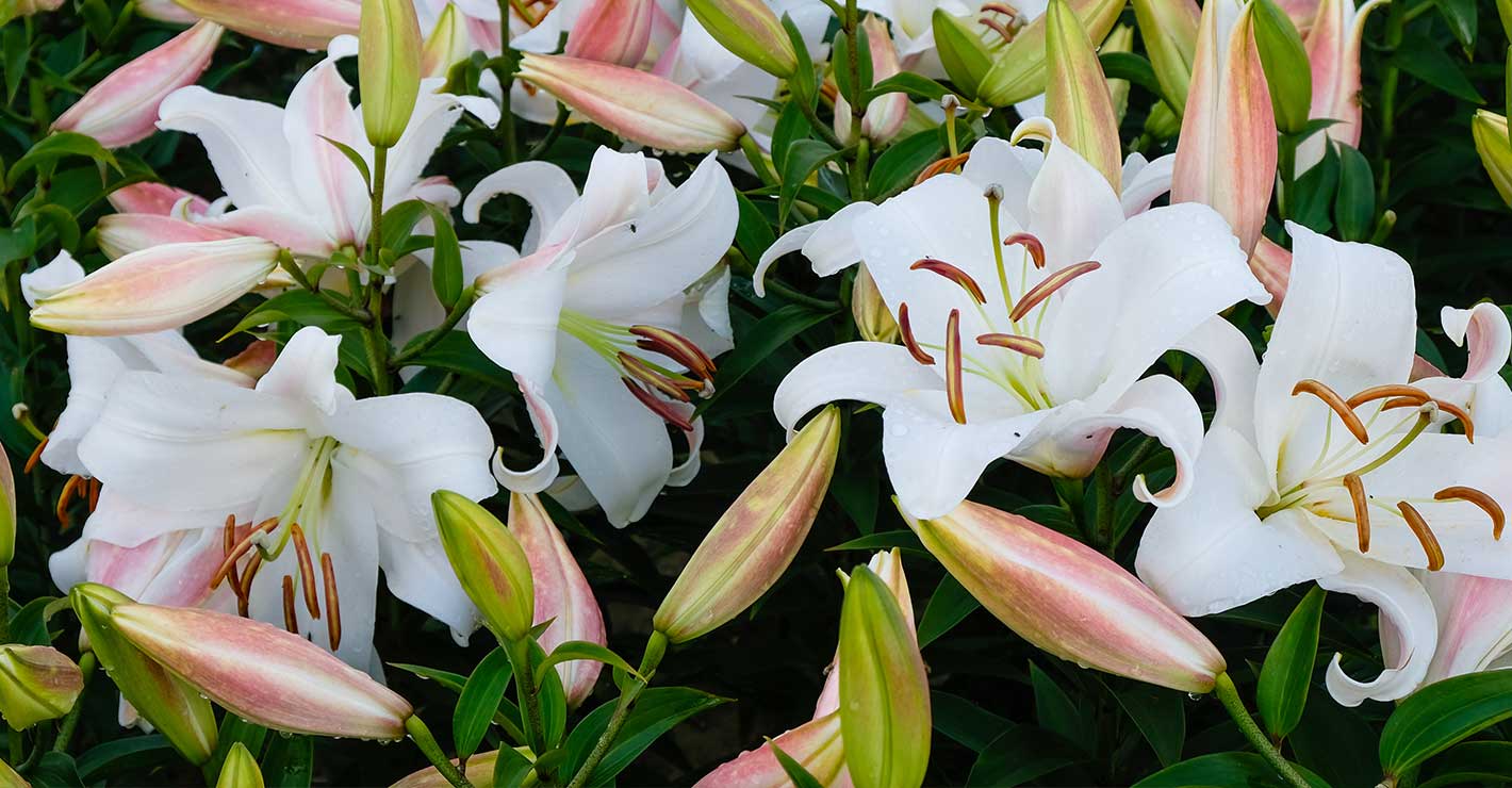 A bouquet of white blooming lilies with pink buds.