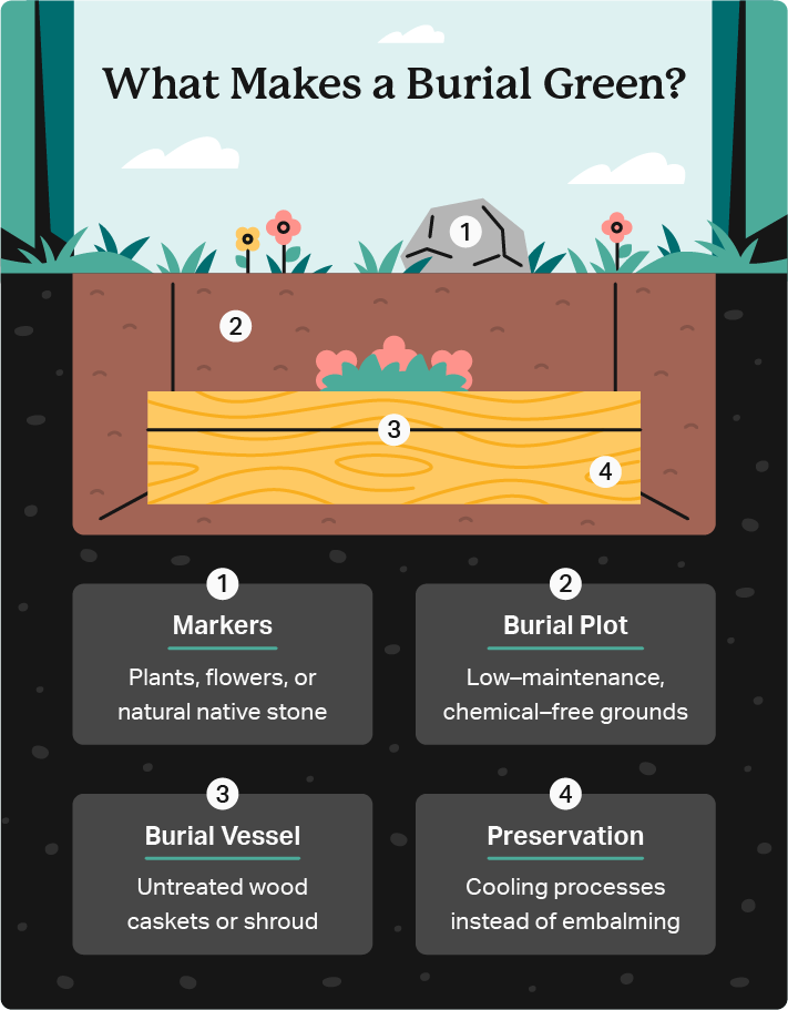 Illustrated bisection of a green burial highlights natural markers, low-maintenance grounds, and other aspects of green burials. 