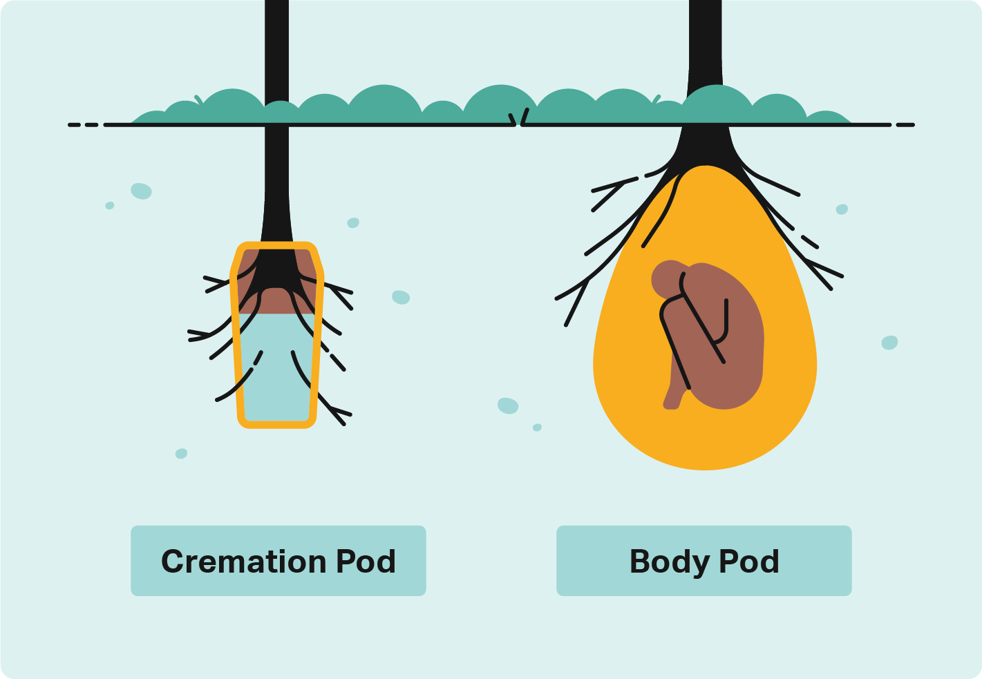 Illustrations compare a simple cremation pod and full body burial pod side-by-side with trees growing from both. 
