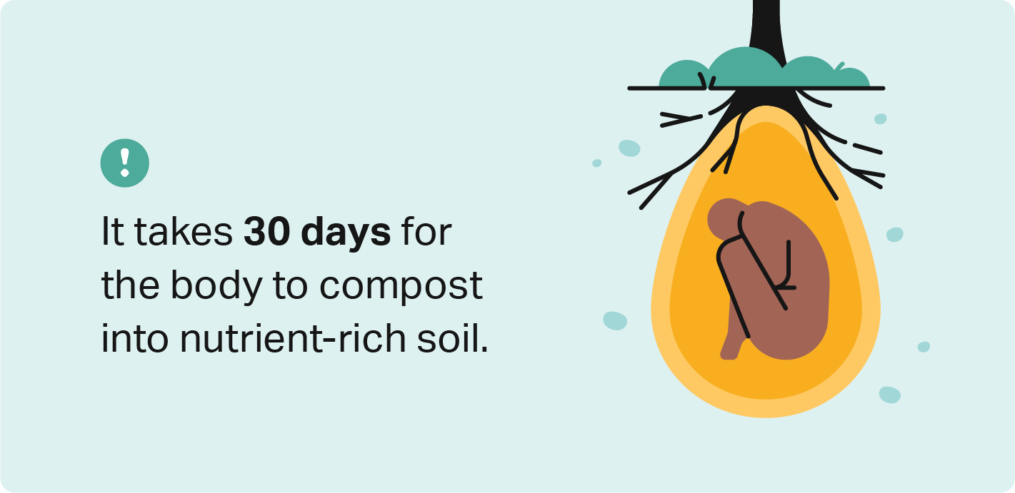 Illustration of a body pod burial with the stat that a body composts into soil in 30 days. 
