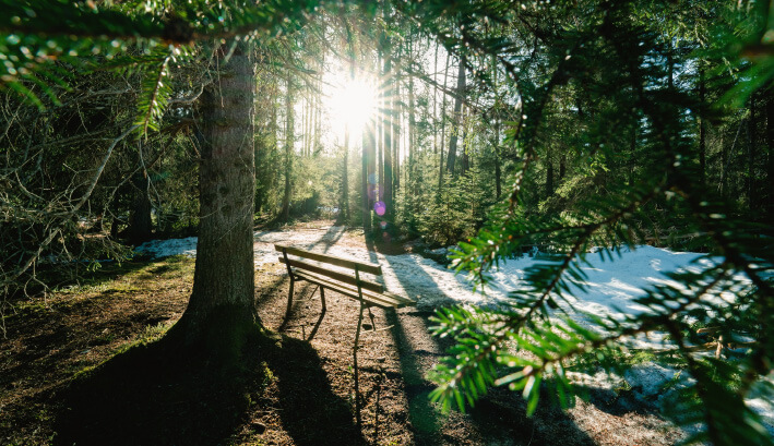 Photo of a bench in the woods marking a tree memorial.