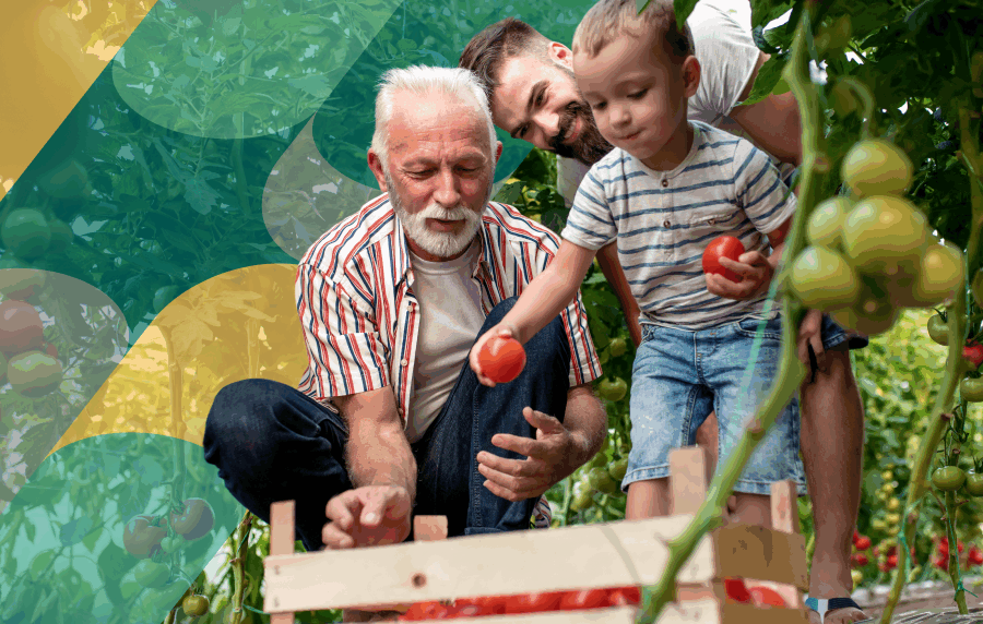 A toddler, young man, and senior man in a garden picking tomatoes and placing them in a basket