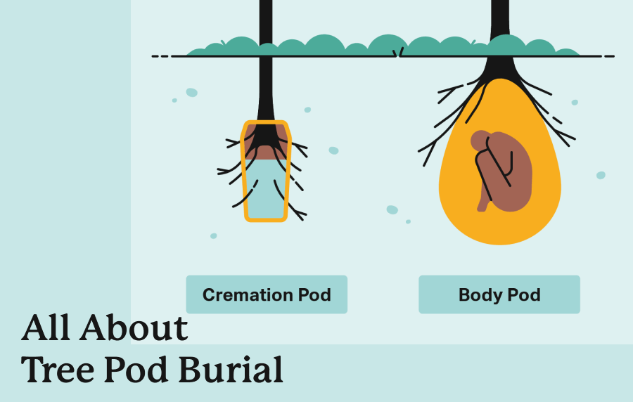Graphic with the text "All About Tree Pod Burial" displaying a representation of both a cremation pod burial and body pod burial
