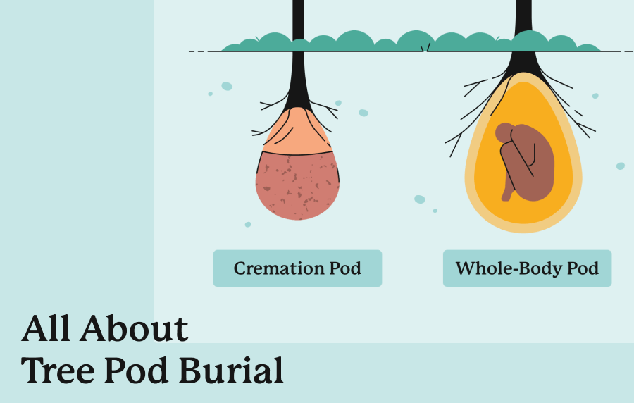 Graphic with the text "All About Tree Pod Burial" displaying a representation of both a cremation pod burial and whole body pod burial