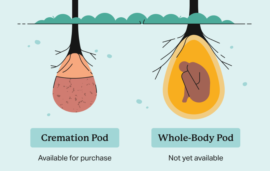 Tree Pod Burial Infographic